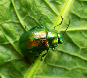 Tansy Beetle, Chrysolina graminis