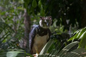 Harpy Eagle, Harpia harpyja