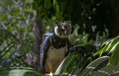 5 Beautiful Birds of Venezuela