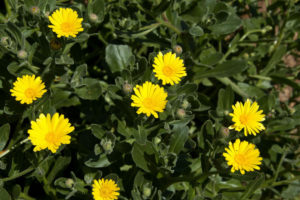 Sea Marigold, Calendula maritima