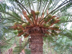 Cycad