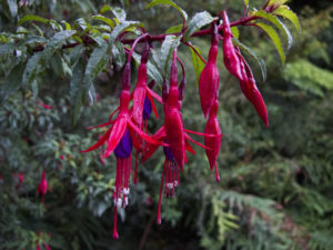 Hummingbird Fuchsia, Zauschneria californica