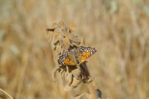 Lange's Metalmark Butterfly, Apodemia mormo langei