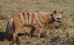 Aardwolf, Proteles cristata