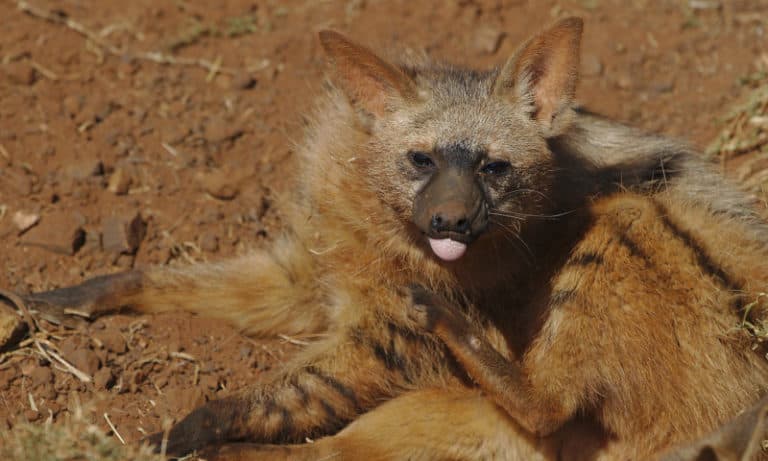 Aardwolf l Amazing Insectivorous Canid - Our Breathing Planet