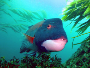 California Sheephead, Semicossyphus pulcher