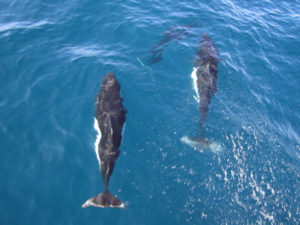 Dall's Porpoise, Phocoenoides dalli