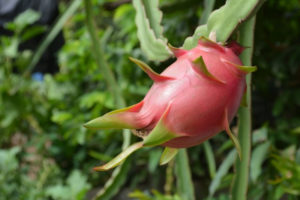 Dragon Fruit, Pitahaya, Hylocereus