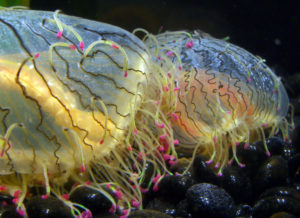 Flower Hat Jellyfish, Olindias Formosus