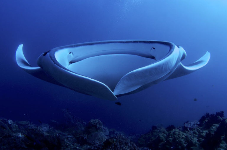giant manta ray location