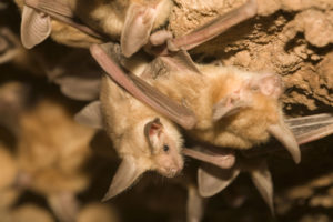 Pallid Bat, Antrozous pallidus