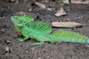 Plumed Basilisk, Basiliscus plumifrons