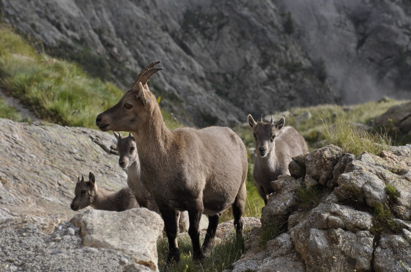 Chamois: information about this typical animal of the Dolomites.