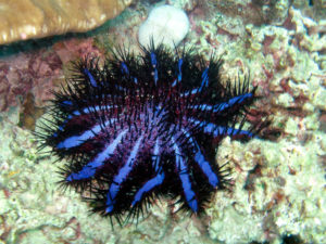 Crown of Thorns Starfish, Acanthaster planci