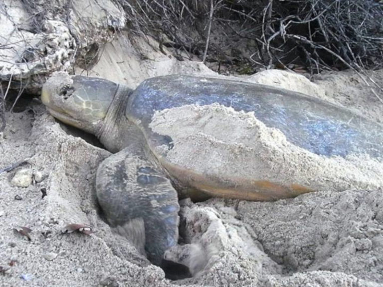 Flatback Sea Turtle l Impressive Marine Turtle - Our Breathing Planet