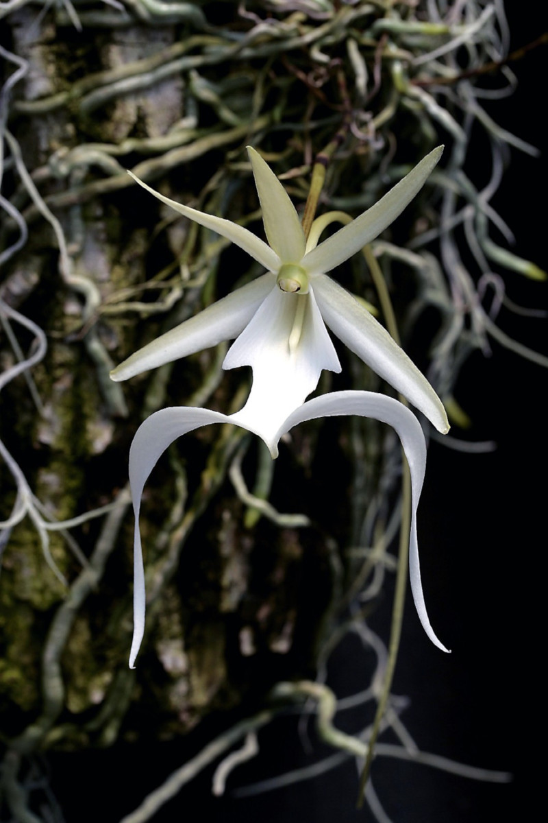 Ghost Orchid l Rare and Unsual Orchid Variety - Our Breathing Planet