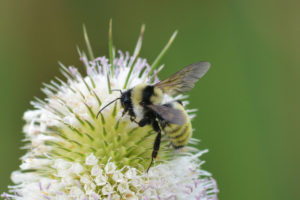 Golden Northern Bumblebee, Bombus fervidus