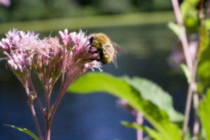 Golden Northern Bumblebee, Bombus fervidus