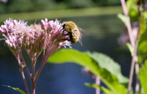 6 Stunning North American Bees