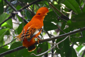 Guinan cock-of-the-rock, Rupicola rupicola