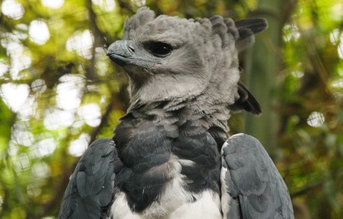 Meet the Harpy Eagle (Harpia harpyja). This apex predator inhabits forests  in Central and South America, where it hunts monkeys, sloths