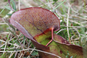 Purple Pitcher Plant, Sarracenia purpurea