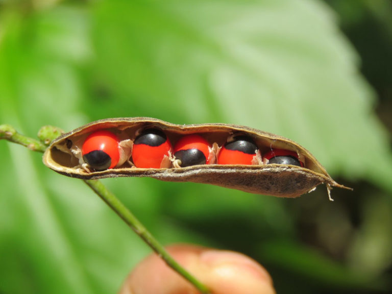 Rosary Pea l Truly Remarkable - Our Breathing Planet