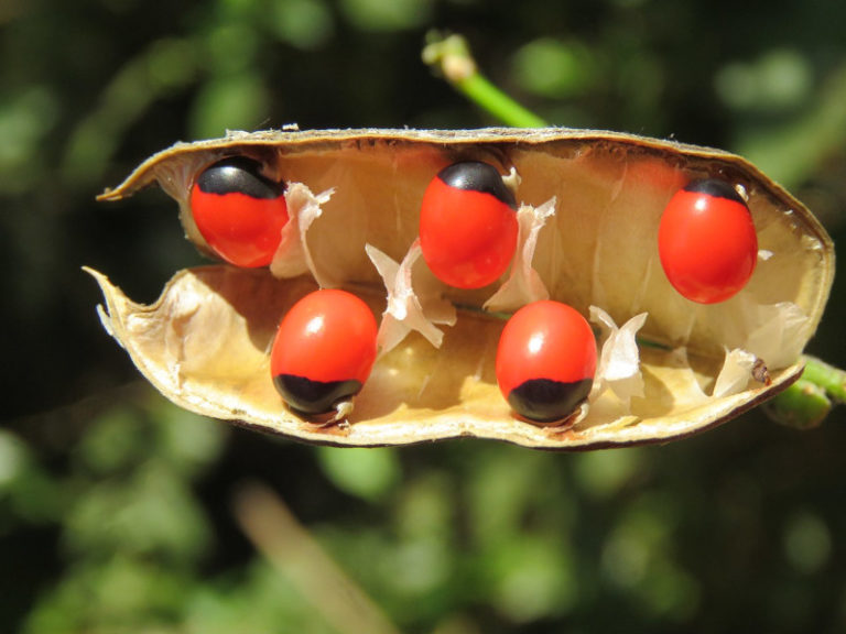 Rosary Pea l Truly Remarkable - Our Breathing Planet