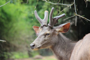 Sangai, Rucervus eldii eldii