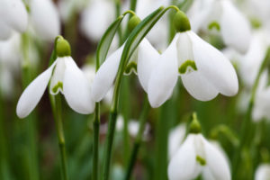 Snowdrop, Galanthus