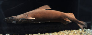 Velvet Belly Lanternshark, Etmopterus spinax