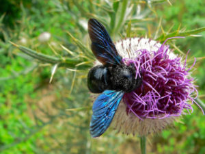 Violet Carpenter Bee, Xylocopa violacea