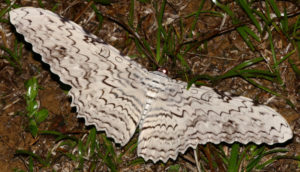 White Witch Moth, Thysania agrippina