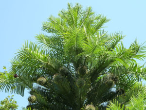 Wollemi Pine, Wollemia nobilis