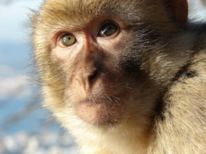 Barbary Macaque, Macaca sylvanus