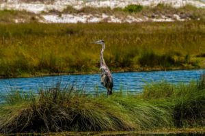 Everglades