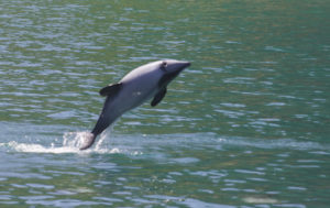 Hector's Dolphin, Cephalorhynchus hectori