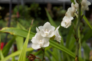 Holy Ghost Orchid, Peristeria elata