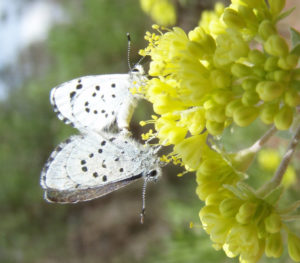 Leona's Little Blue, Philotiella leona