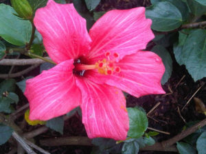 Mandrinette, Hibiscus fragilis