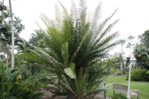 Muhure, Encephalartos whitelockii