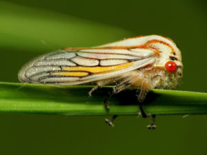 Oak Treehopper, Platycotis vittata