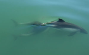 Peale's Dolphin, Lagenorhynchus australis