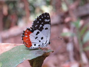 Red Pierrot, Talicada nyseus