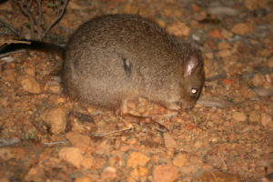 Woylie, Bettongia penicillata