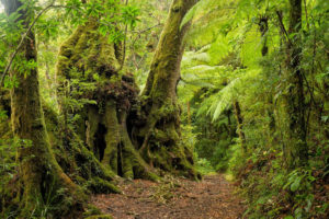 Antarctic Beech, Nothofagus moorei