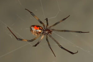 Brown Widow Spider, Latrodectus geometricus