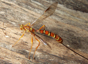 Giant Ichneumon Wasp, Megarhyssa greenei