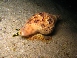 Giant Triton, Charonia tritonis