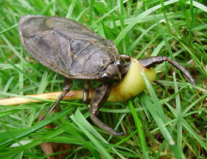 Giant Water Bug, Lethocerus americanus